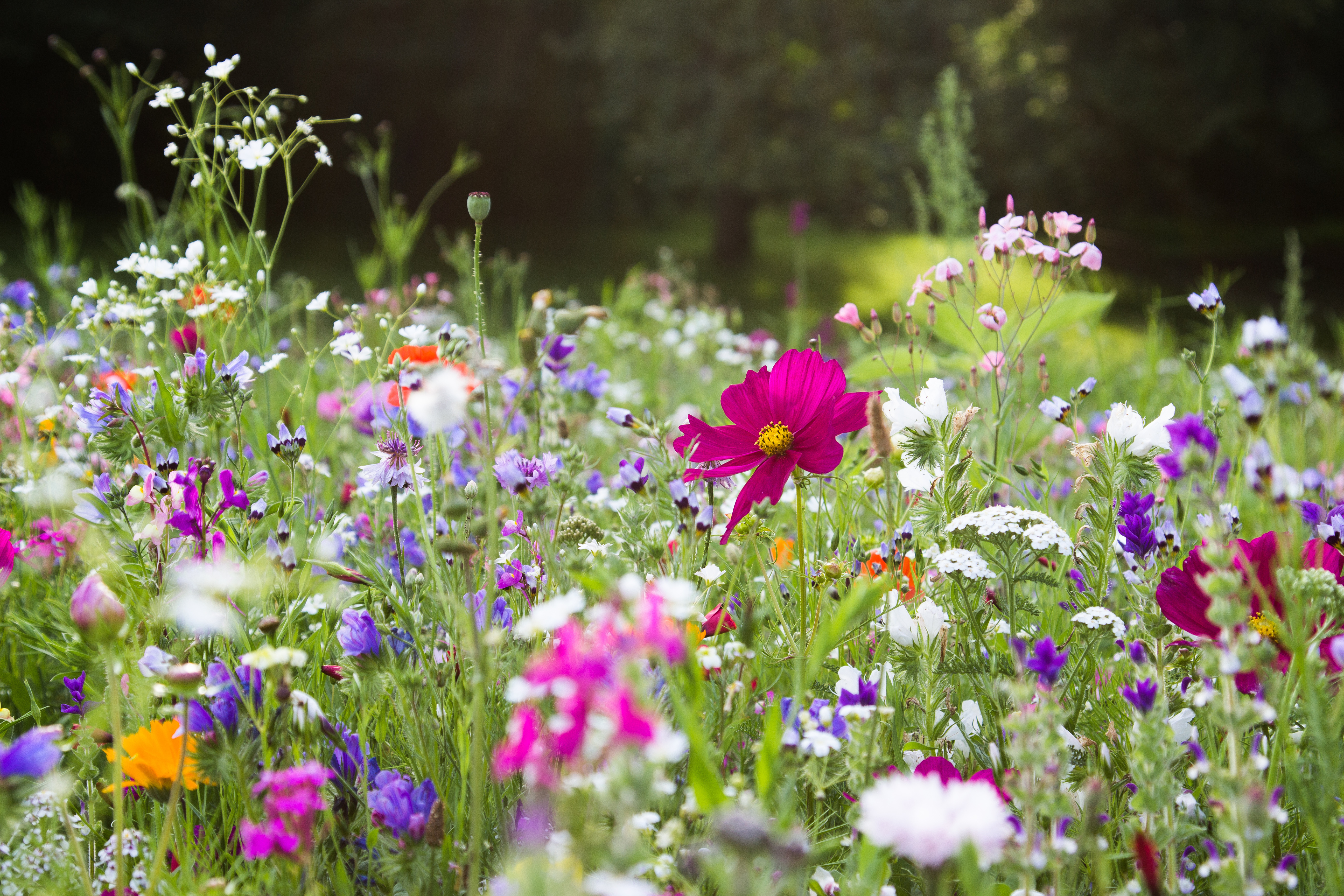 Securepoint setzt mit dem NABU Projekte regional um. Wildblumenfeld